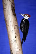 The Excavator - Pileated Woodpecker